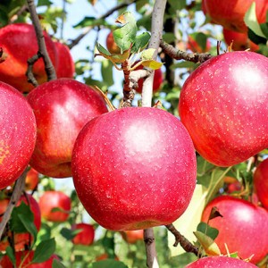おいしさにびっくり! 宇都宮でリンゴ狩りができるおすすめリンゴ園