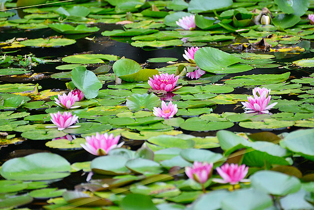 惠光寺の庭園の大池に咲く蓮の花